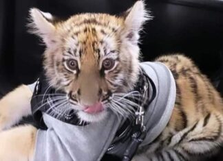 Una mujer pasea con toda tranquilidad a un tigre bebé en plaza comercial de la CDMX