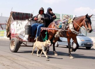 Prohíben en Ecatepec el Uso de Animales Para Recolección de Basura